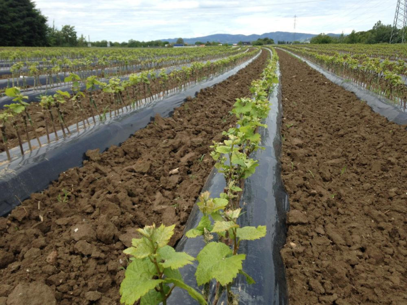 Vrhunska bela vina Maribor z okolico