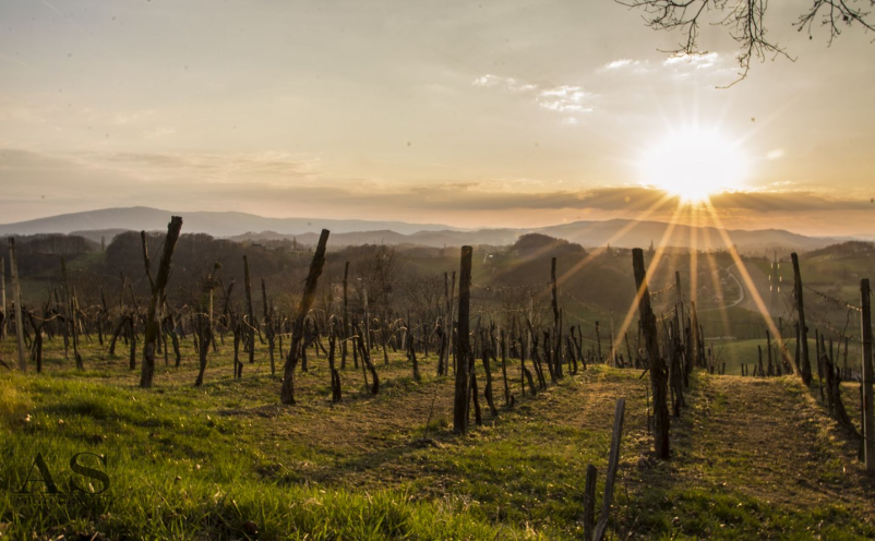 Ugodna vrhunska peneča vina Maribor, okolica, Štajerska