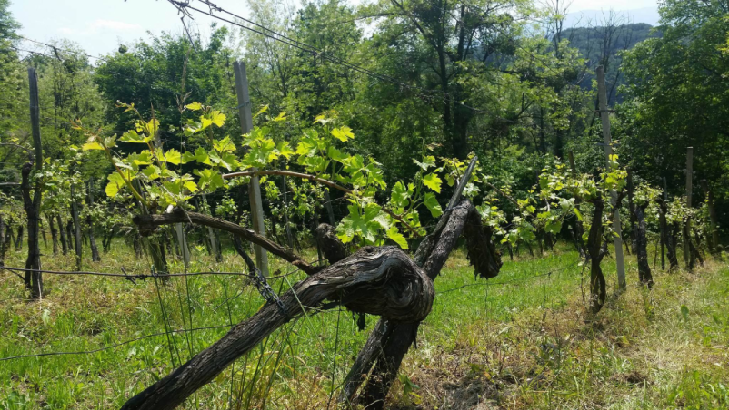 Vrhunska peneča vina Maribor