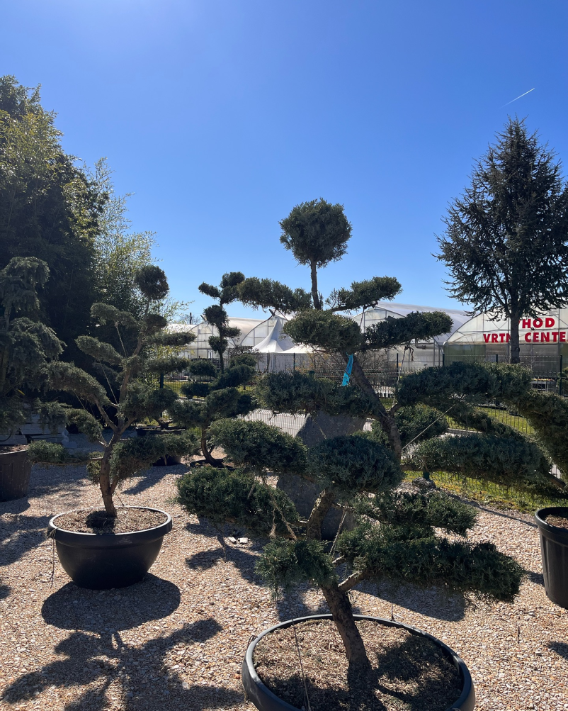 Priljubljena vrtnarija Celje