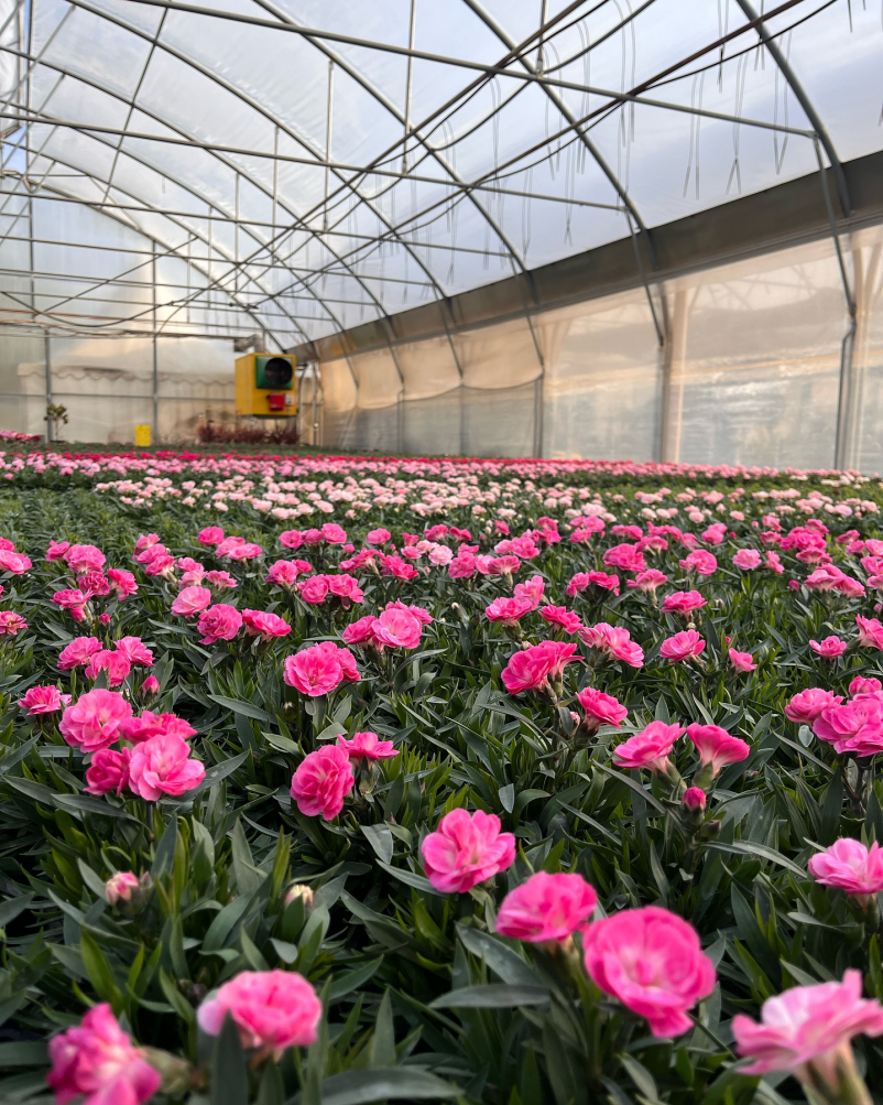 Vrtni center Celje in okolica