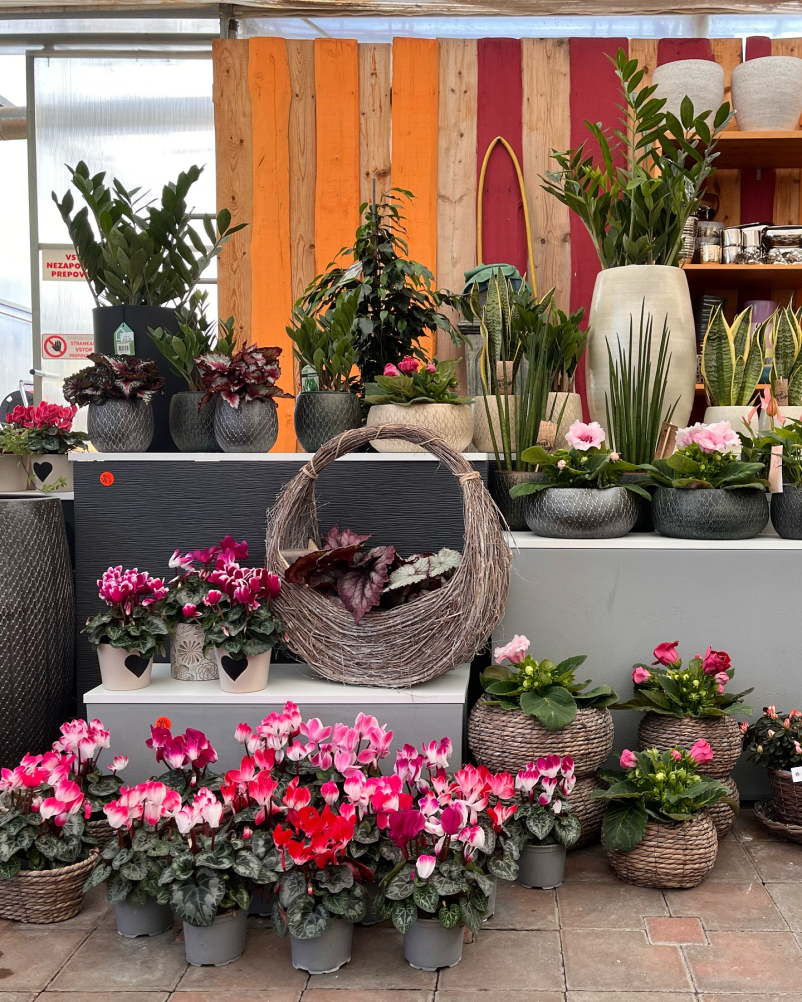 Cvetličarna Celje in okolica