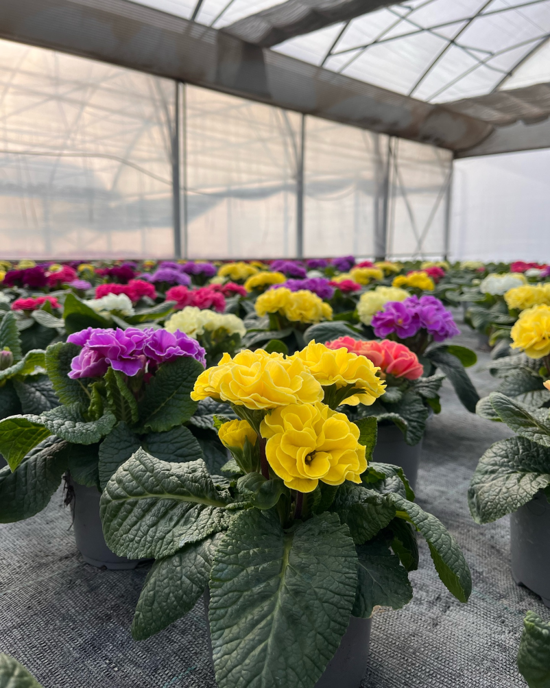 Poceni vrtni center in cvetličarna Celje in okolica