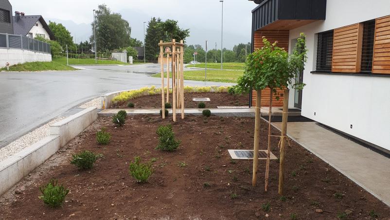 Zasaditev drevja Kranj, okolica