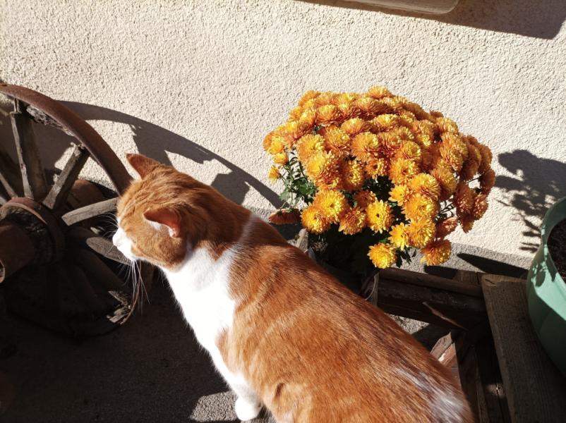 Ugodna nočitev Jezersko