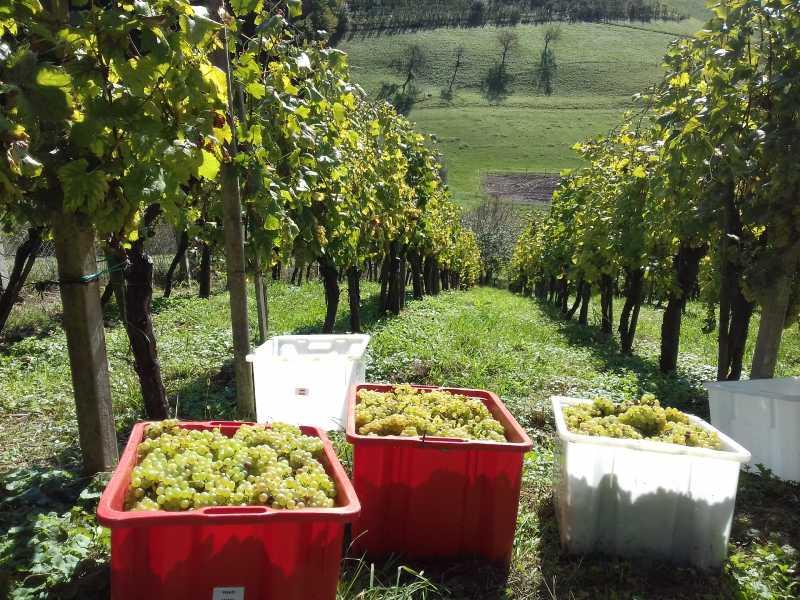 Domača jabolka Butična kmetija Marko