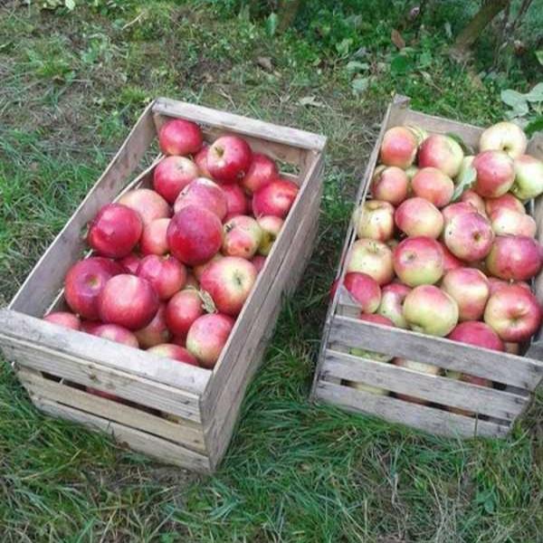 Sorte jabolk Butična kmetija Marko