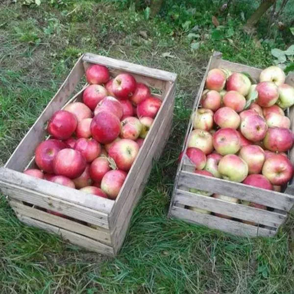 Sorte jabolk Butična kmetija Marko