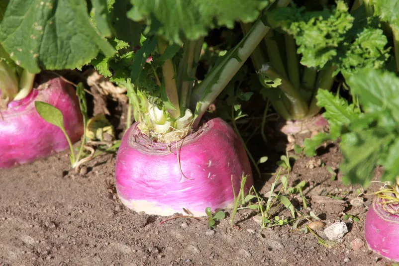 Odlična kisla repa Cerklje na Gorenjskem