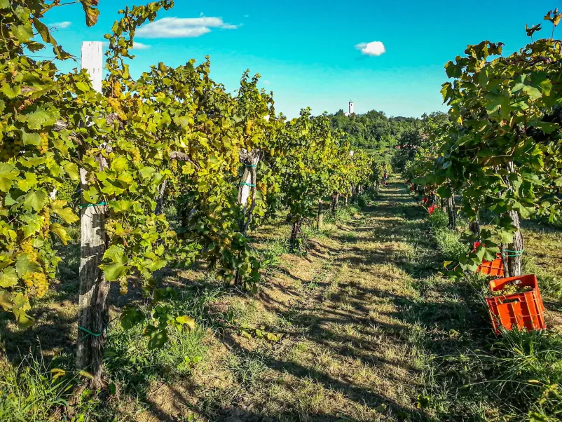 Ugodna buteljčna vina Goriška