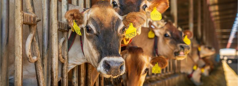 Kvalitetna kmetijska mehanizacija Savinjska