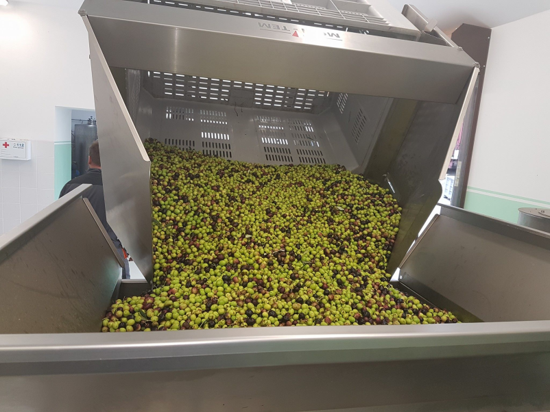 Ekstra deviško oljčno olje Obala