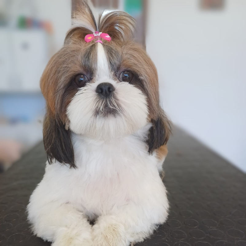 Kvalitetno striženje psov v pasjem salonu Nova Gorica