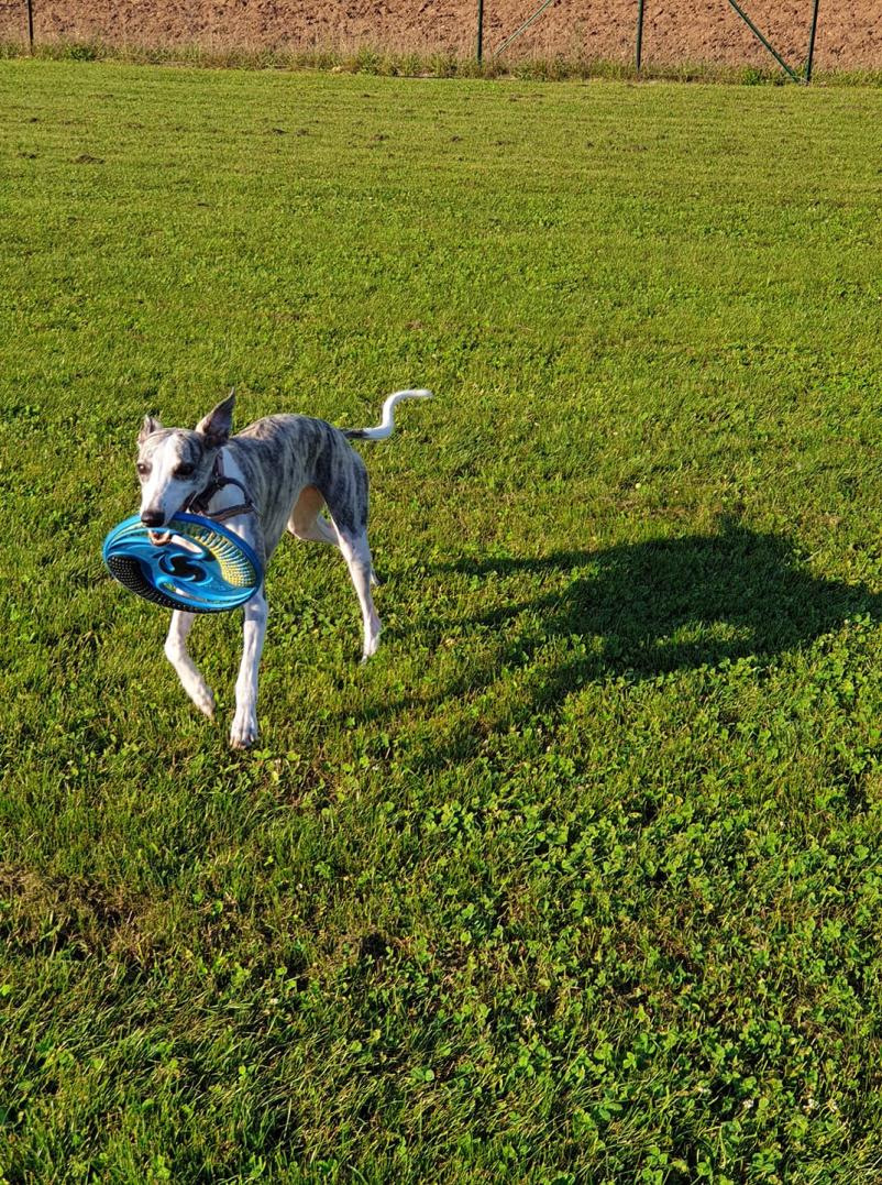Velik pasji poligon v Ljubljani