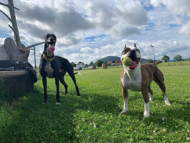 Oddaja pasjega poligona Osrednja Slovenija 