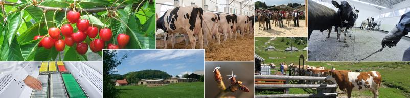 Proizvodnja in distribucija zamrznjenega bikovega semena Slovenija