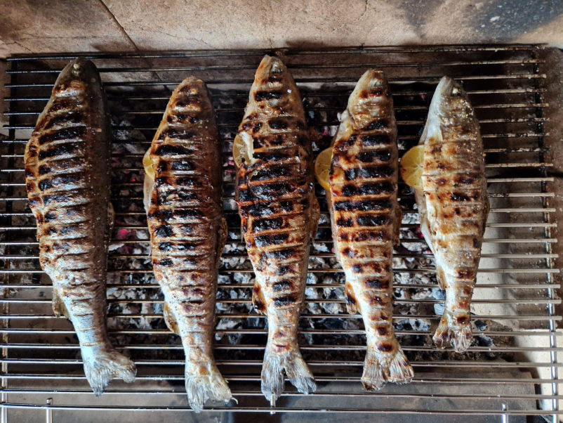 Vzgoja postrvi Koroška