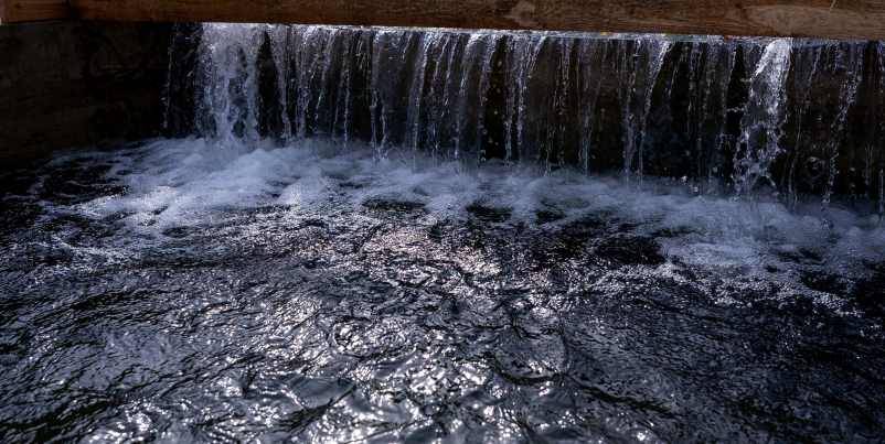 Ugodne sveže ribe Koroška