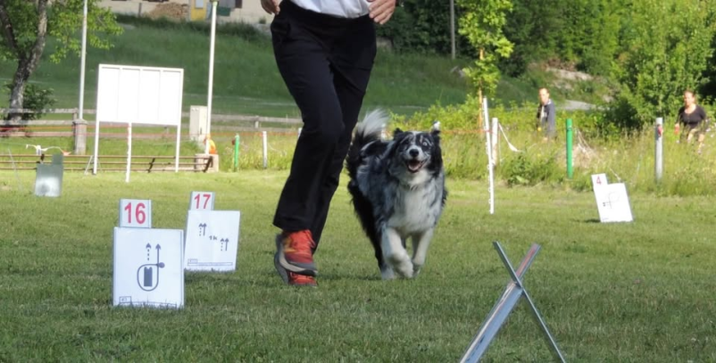 Pasja šola in trgovina za male živali Podravska