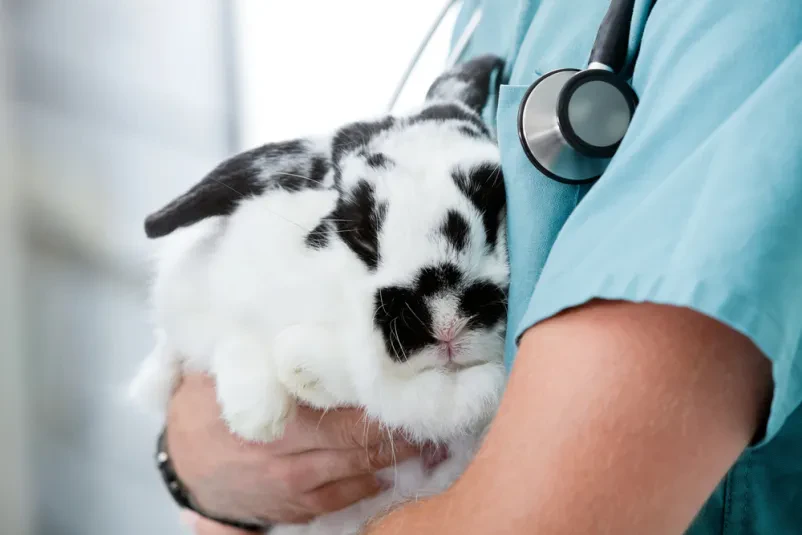 Veterinarske storitve Bela krajina - pripeljite vaše ljubljenčke!
