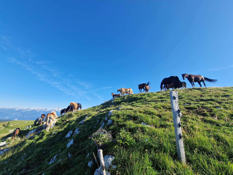 Konjerejsko društvo Gorenjska