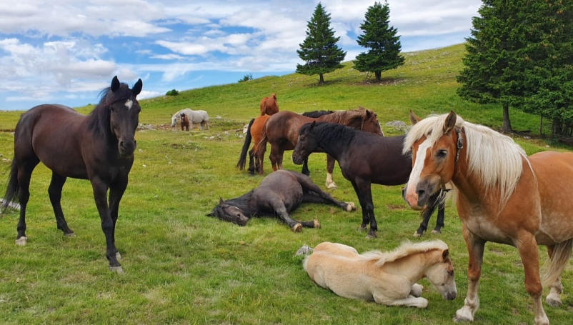Konji na paši Dajnarska planina