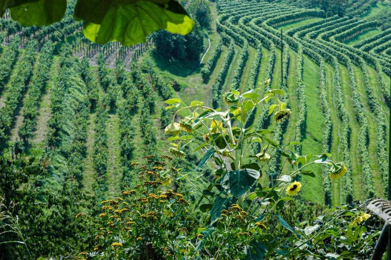 Vrhunska bela vina Goriška Brda