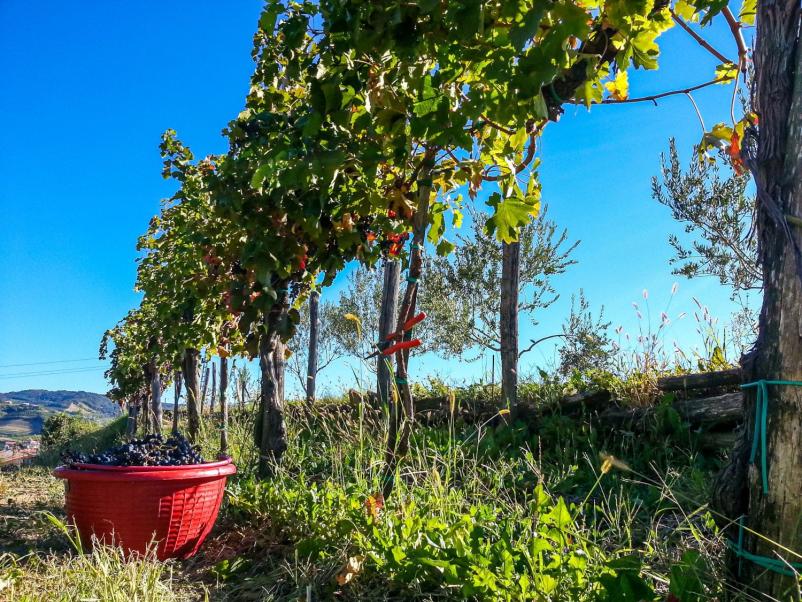 Vrhunska rdeča vina Goriška Brda