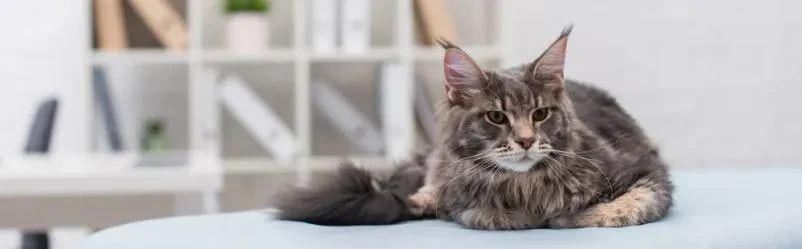 Vzreja mačk Maine Coon cela Slovenija