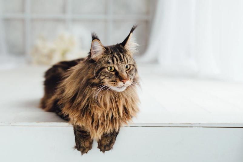 Vzreja mačk Maine Coon za celo Slovenijo