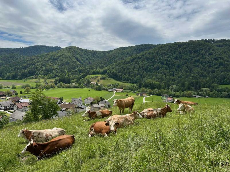 Cheap apartments in Kamnik