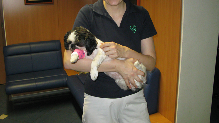 Cepljenje malih živali Prekmurje