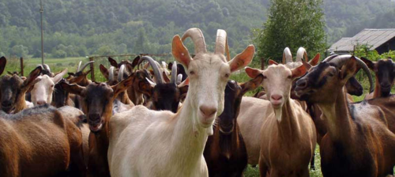 Domači kozji sir Primorska