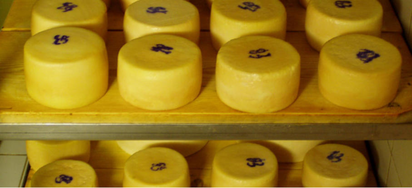 Domači kozji sir Primorska, Slovenija