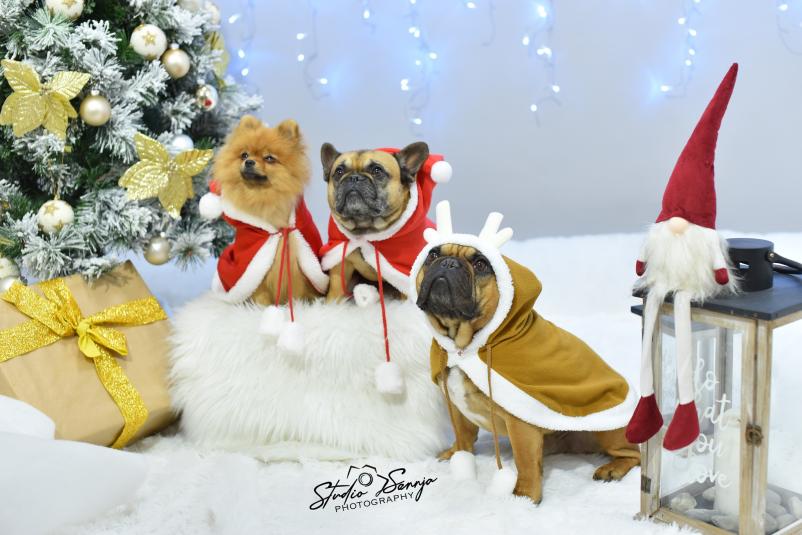 Fotografiranje hišnih ljubljenčkov Logatec