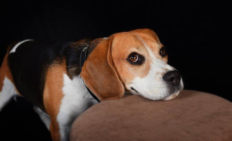 Fotografiranje živali Logatec