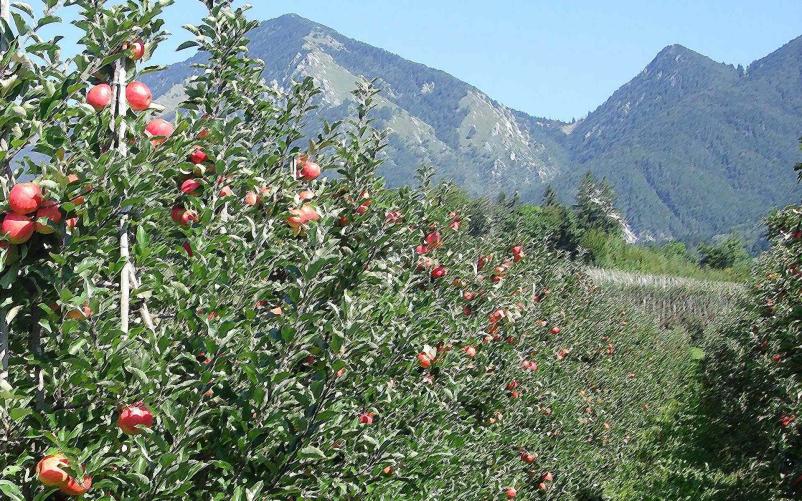 Domači jabolčni kis in sok Gorenjska