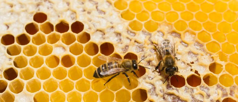 Kvaliteten domači naraven med Savinjska