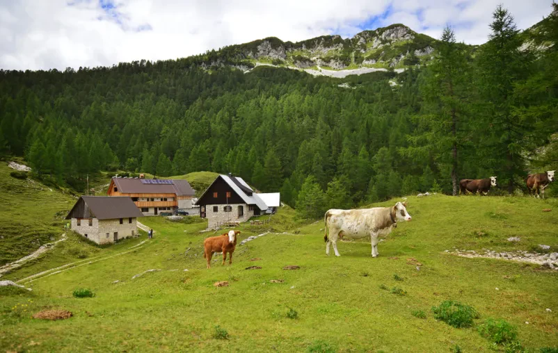 Lep družinski apartma na Bledu