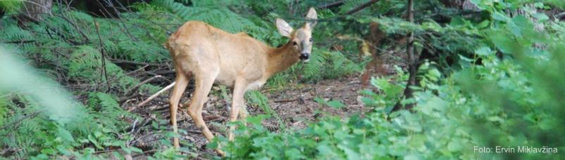 Lov na divjad in lovni turizem Velenje