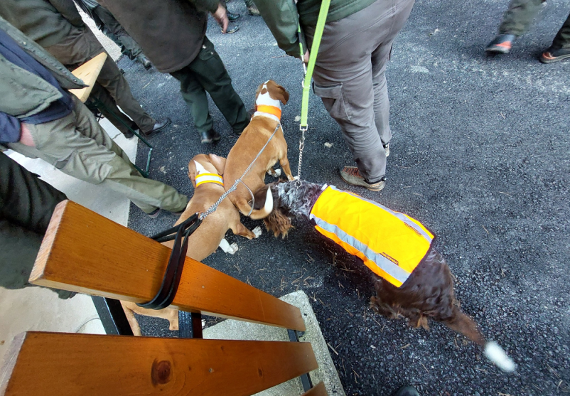 Lov na divjad Vitanje, Savinjska, Slovenija