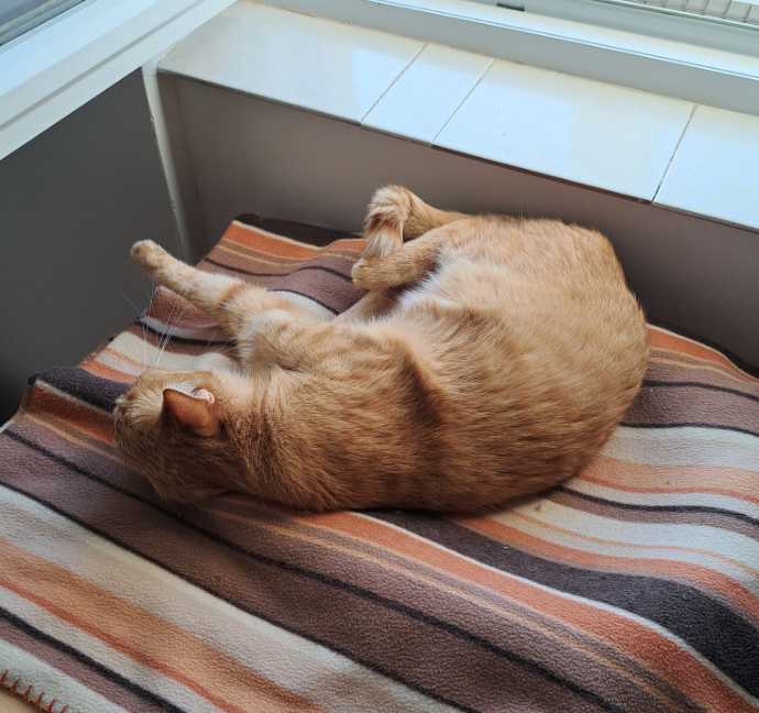 Ugoden hotel za mačke Štajerska