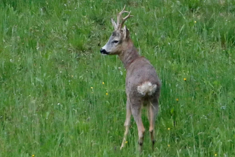 Lovska koča Črnomelj