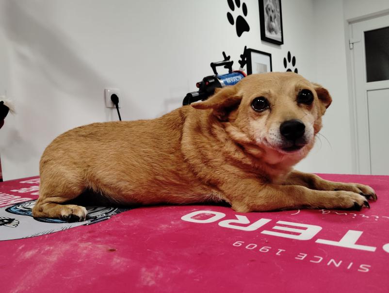 Pasji frizer Ajdovščina, Goriška