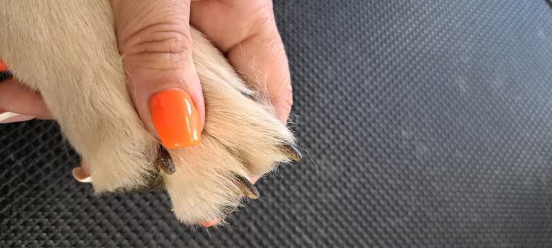 Pasji frizer Ajdovščina