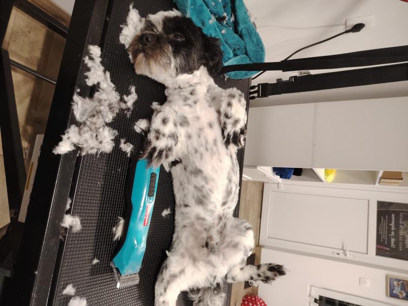 Pasji frizer Goriška