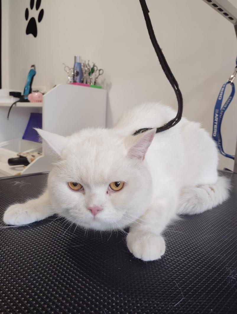 Pripeljite svojega kosmatinčka v salon za male živali v Ajdovščini