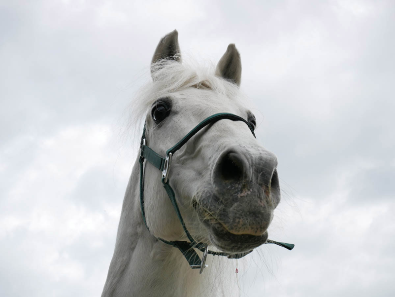 Therapie mit Pferden