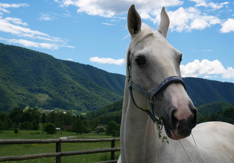 Pferdegestützte Therapie nach der ganzheitlichen HBM-Methode
