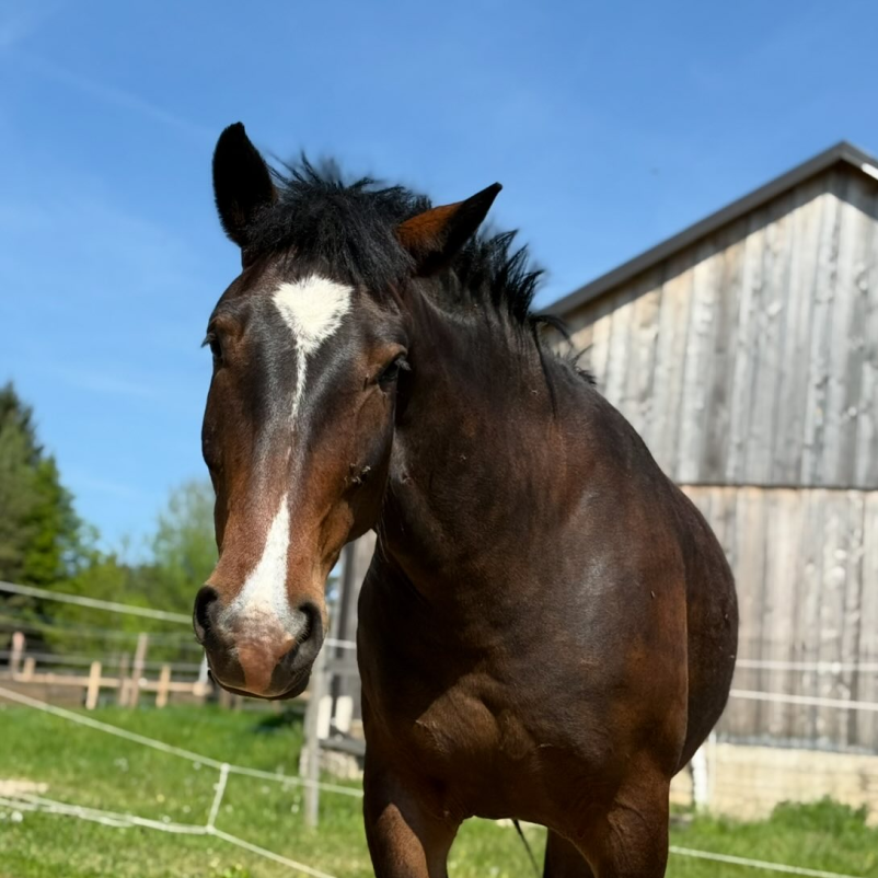 Šola jahanja na Koroškem